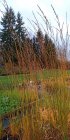 Molinia arundinacea 'Cordoba' Moor Grass